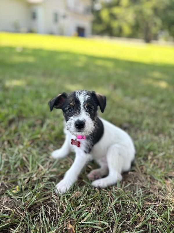 Enlarge Queenie, a Adoptable mixed breed in Berkeley Heights, NJ image 2/5