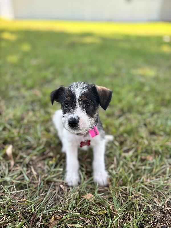 Enlarge Queenie, a Adoptable mixed breed in Berkeley Heights, NJ image 3/5
