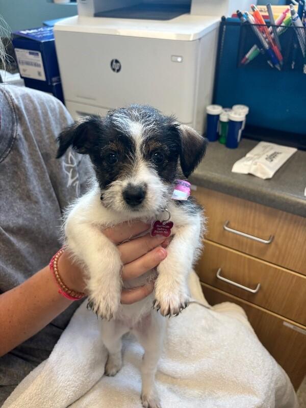 Enlarge Queenie, a Adoptable mixed breed in Berkeley Heights, NJ image 4/5