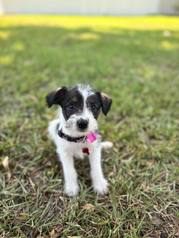 Enlarge Queenie, a Adoptable mixed breed in Berkeley Heights, NJ image 5/5