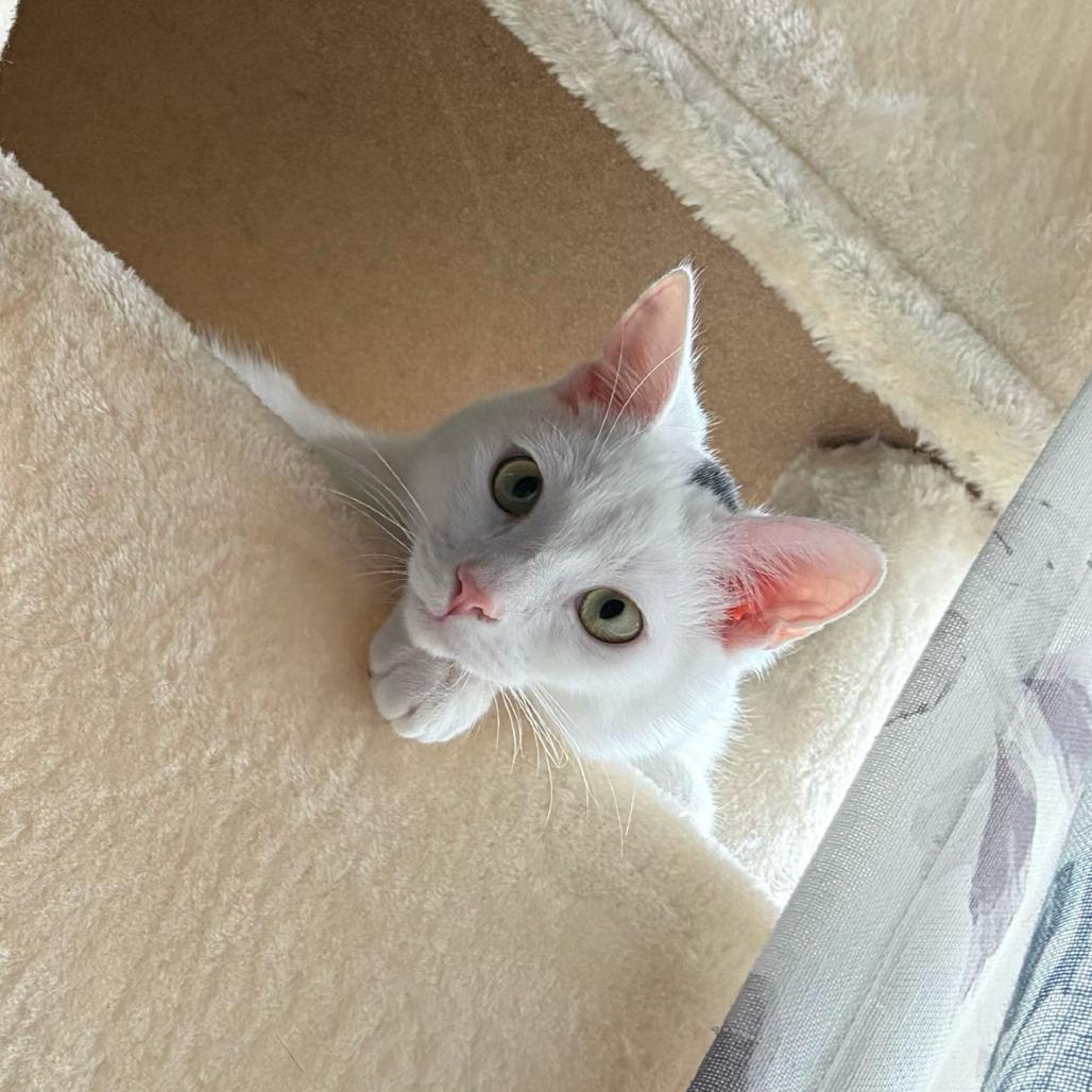 Moe, Adoptable, Kitten Male Domestic Short Hair.