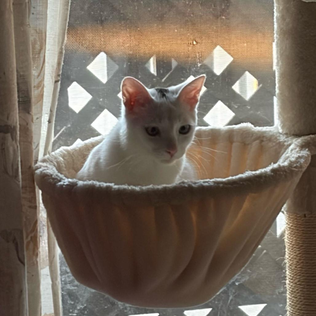 Enlarge Moe, a Adoptable Domestic Short Hair in Escondido, CA image 3/6