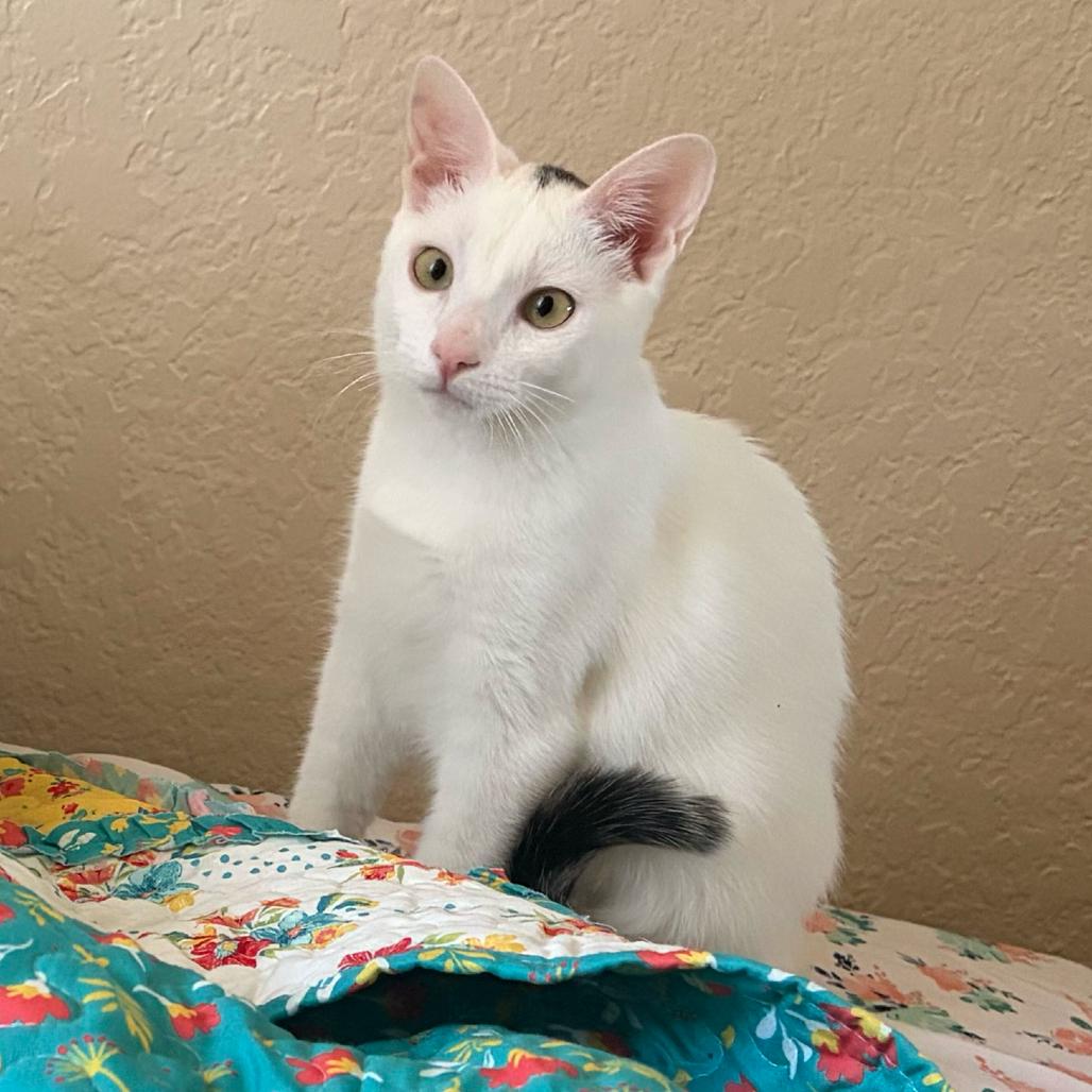 Enlarge Moe, a Adoptable Domestic Short Hair in Escondido, CA image 4/6