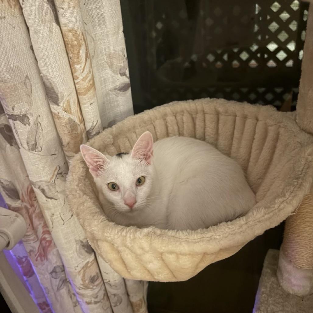 Enlarge Moe, a Adoptable Domestic Short Hair in Escondido, CA image 5/6