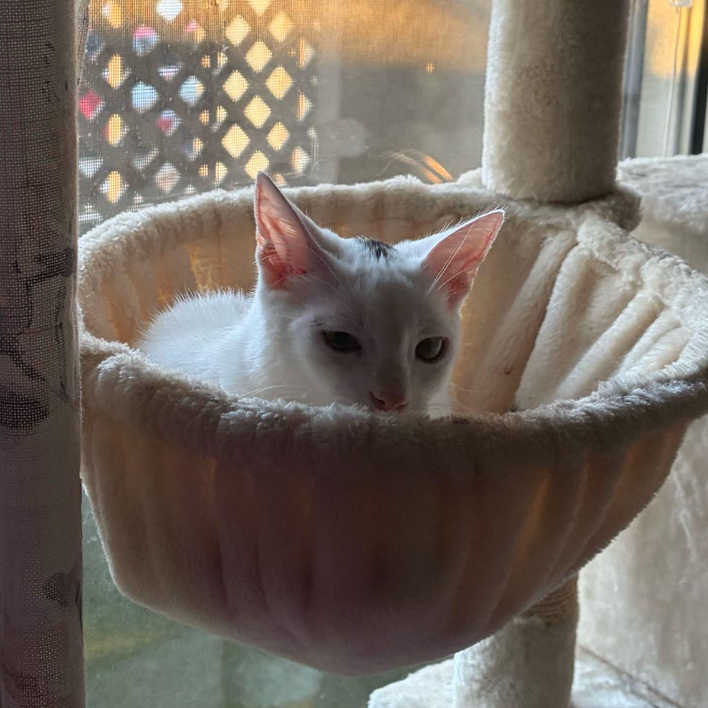 Enlarge Moe, a Adoptable Domestic Short Hair in Escondido, CA image 6/6