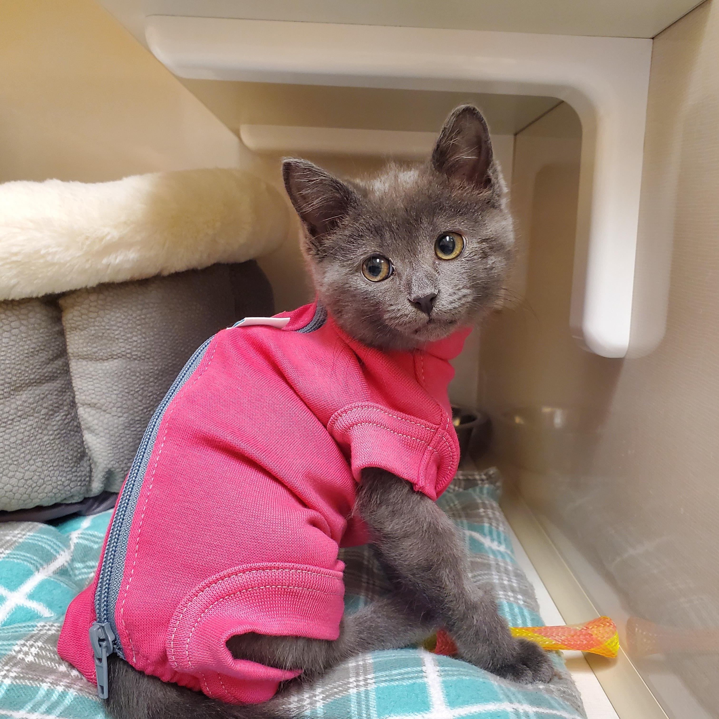 Tyra, an adoptable Domestic Short Hair in Drumheller, AB, T0J 0Y0 | Photo Image 1