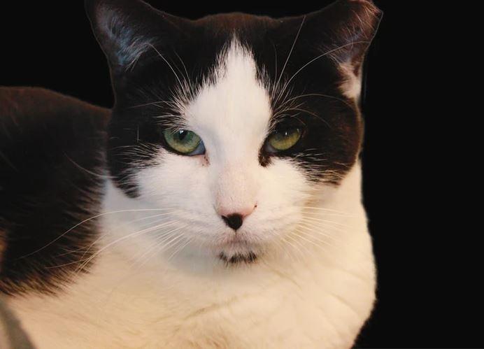 Sting, Adoptable, Adult Male Domestic Short Hair.