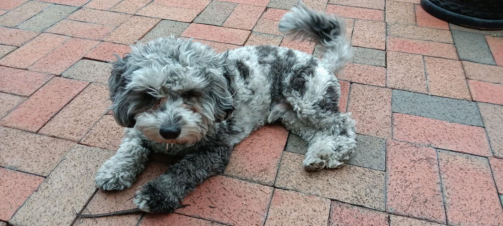 Charlie, Adoptable, Young Male Shih Tzu & Poodle.