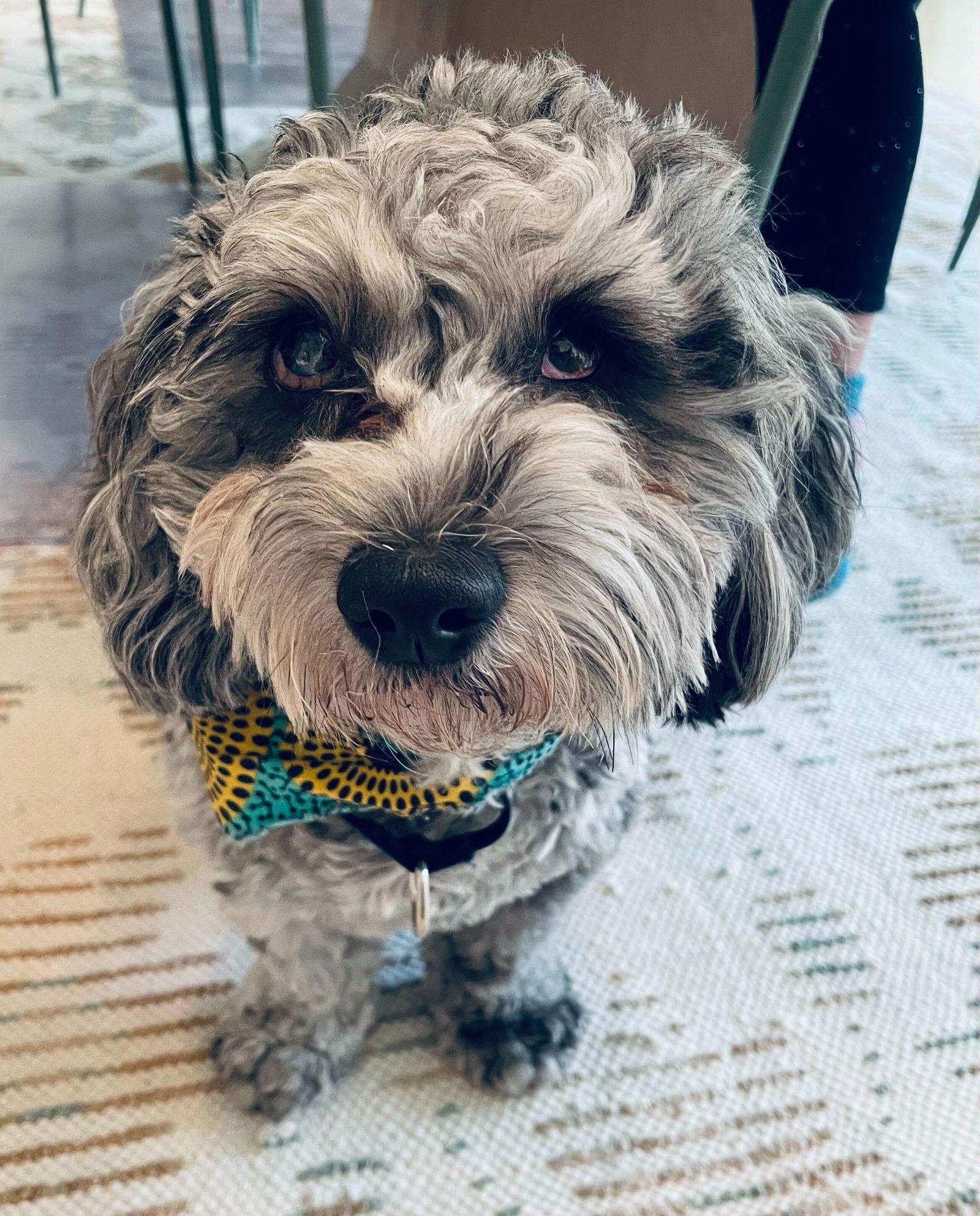 Charlie, Adoptable, Young Male Shih Tzu & Poodle.