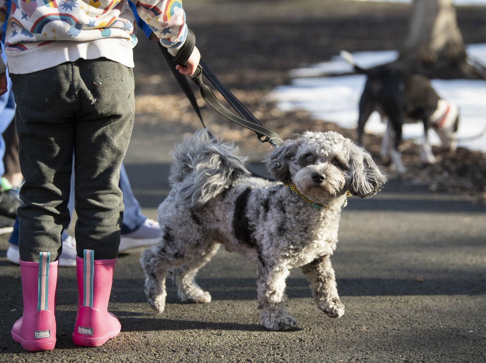 Enlarge Charlie, a Adoptable mixed breed in Arlington, VA image 2/3