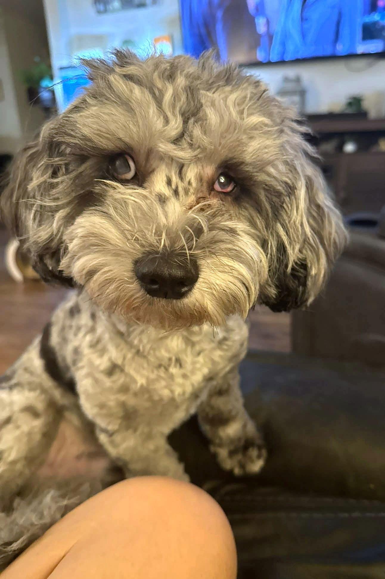 Enlarge Charlie, a Adoptable mixed breed in Arlington, VA image 3/3