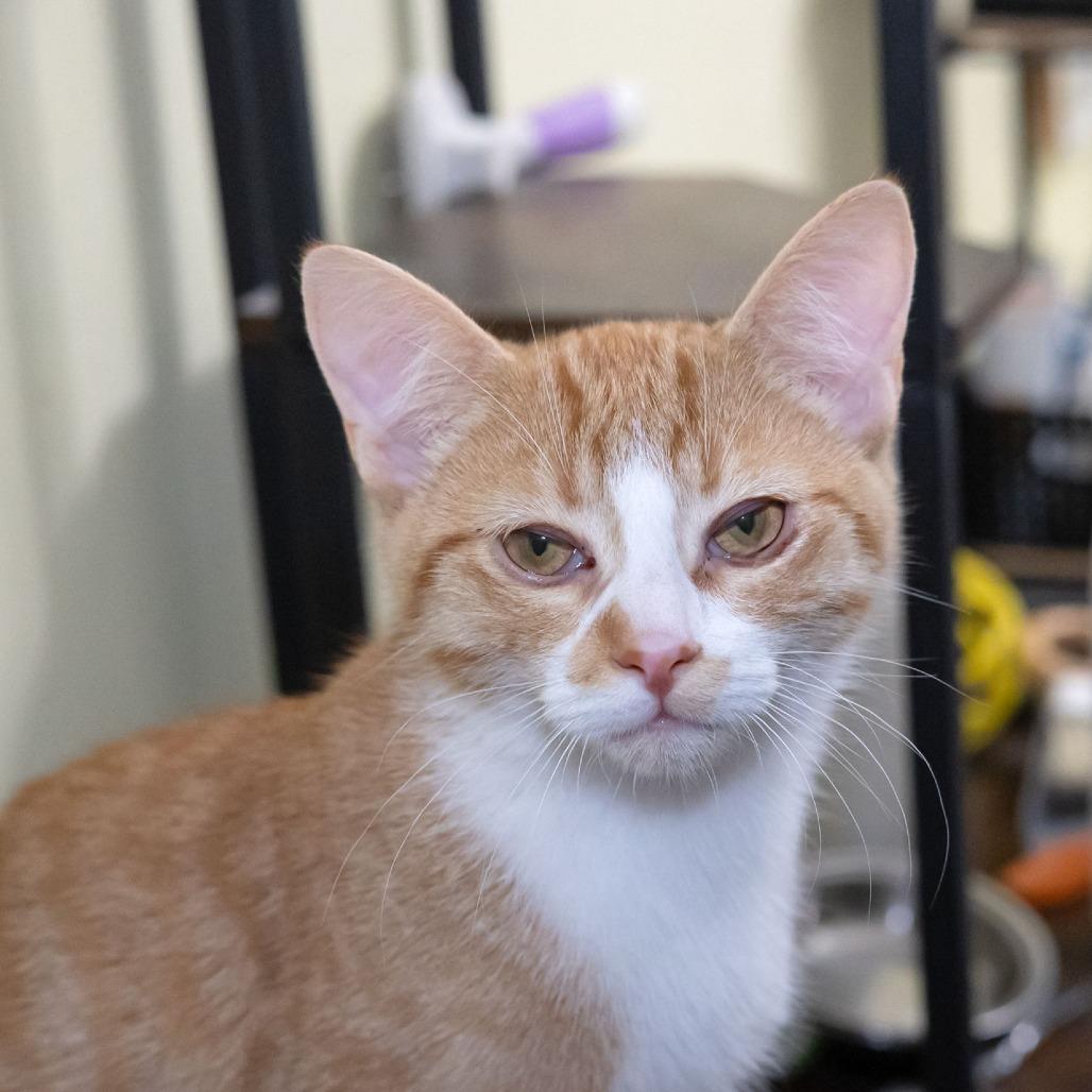 Skimbleshanks, Adoptable, Young Male Domestic Short Hair.