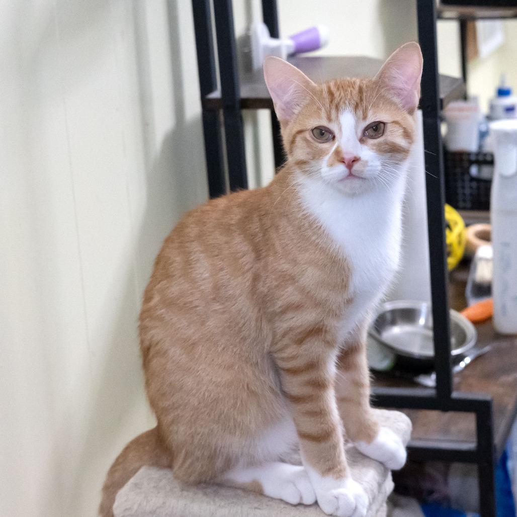 Enlarge Skimbleshanks, a Adoptable Domestic Short Hair in McKean, PA image 2/2