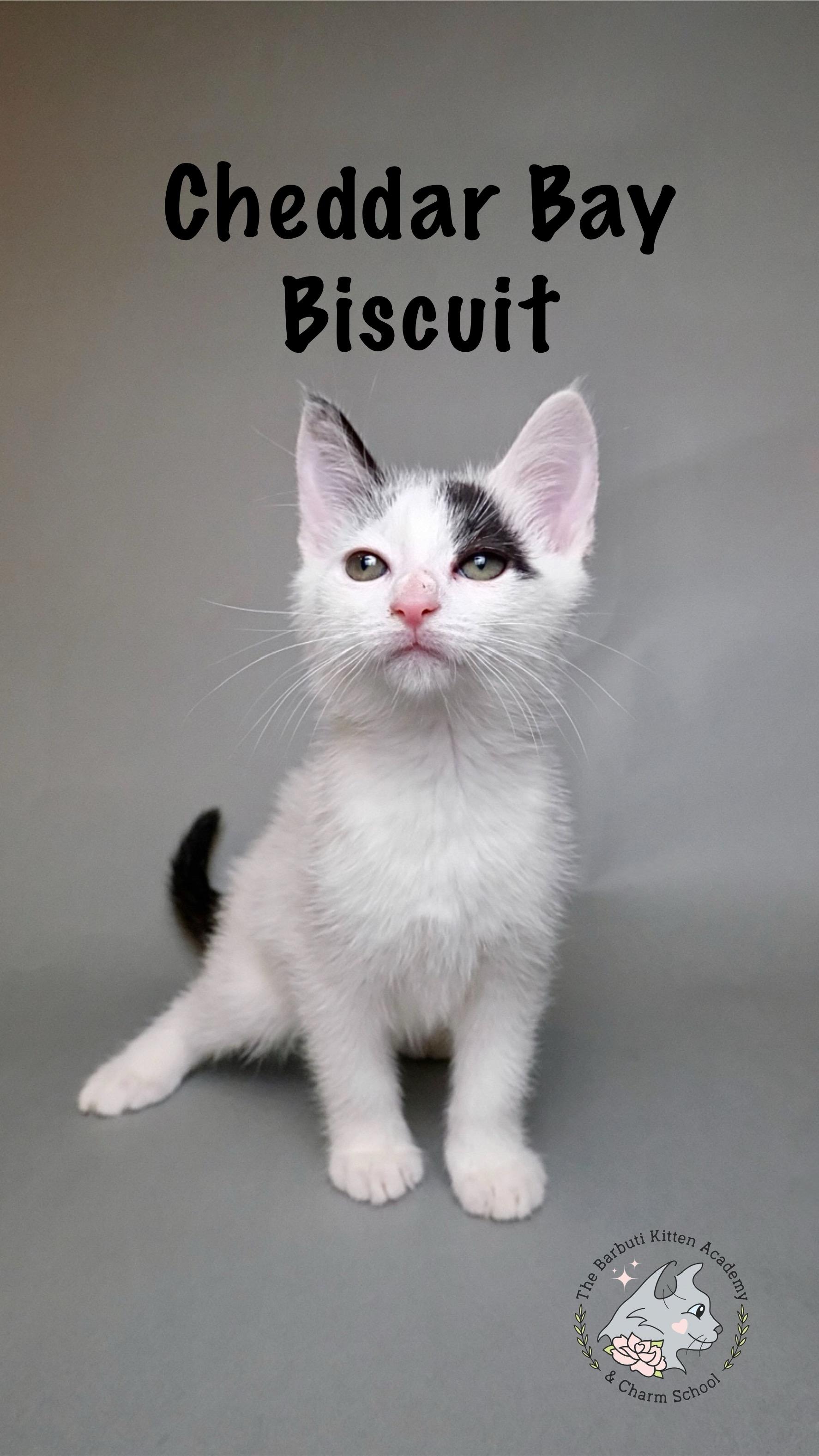Cheddar Bay Biscuit, adoptable, Kitten Female Domestic Short Hair.
