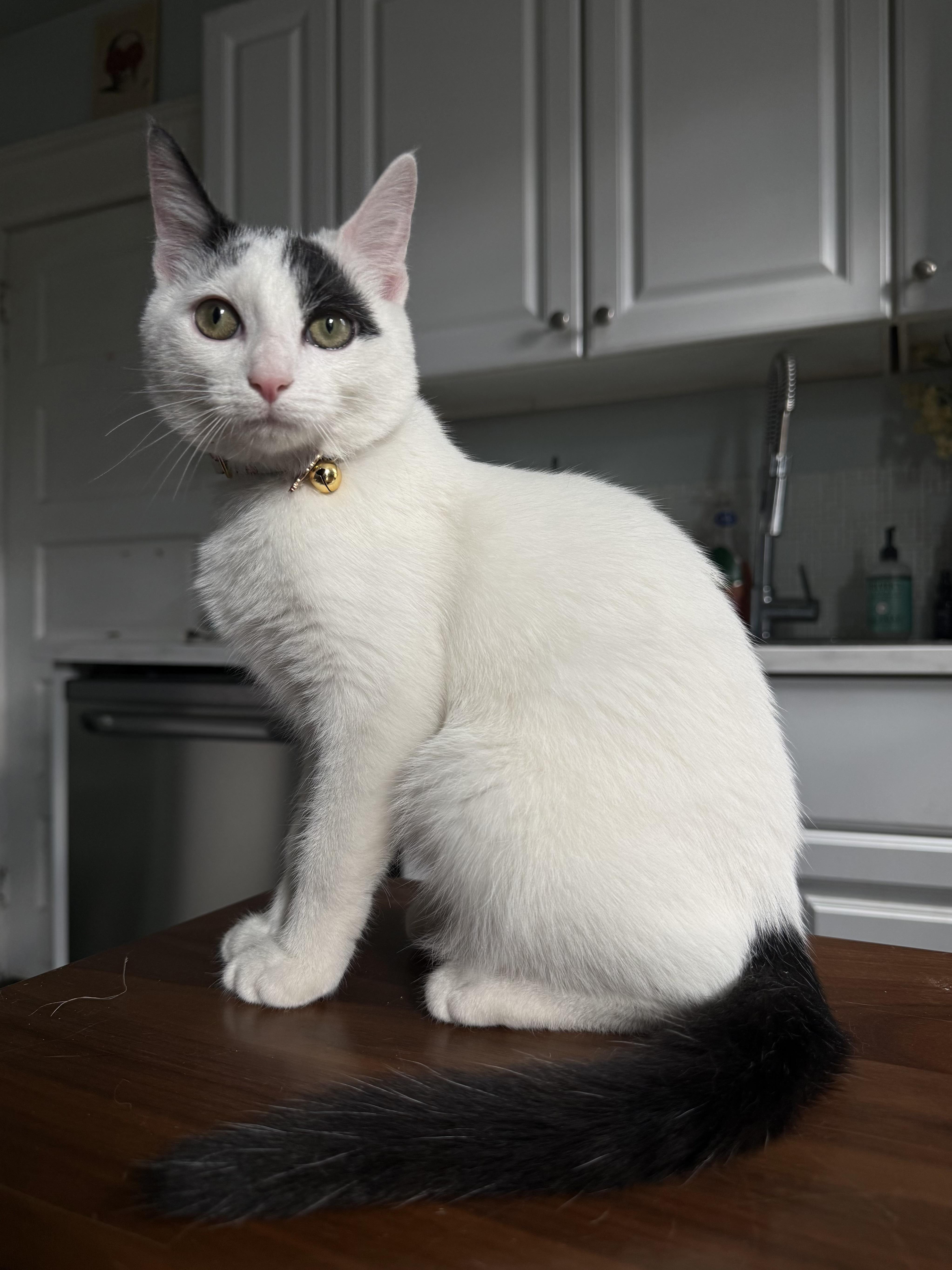 Enlarge Cheddar Bay Biscuit, an adoptable Domestic Short Hair in Avoca, PA image 4/4