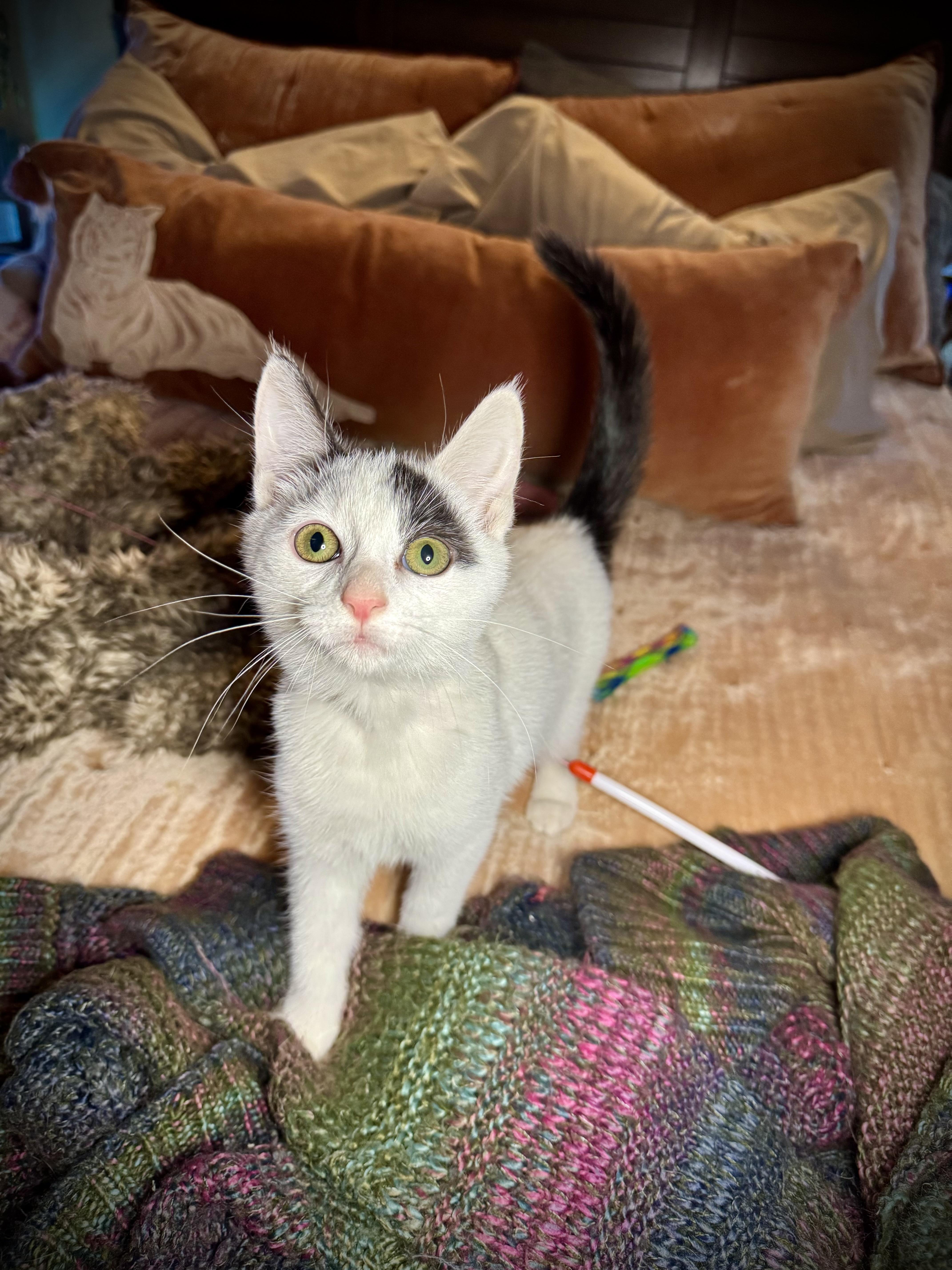 Enlarge Cheddar Bay Biscuit, an adoptable Domestic Short Hair in Avoca, PA image 2/4