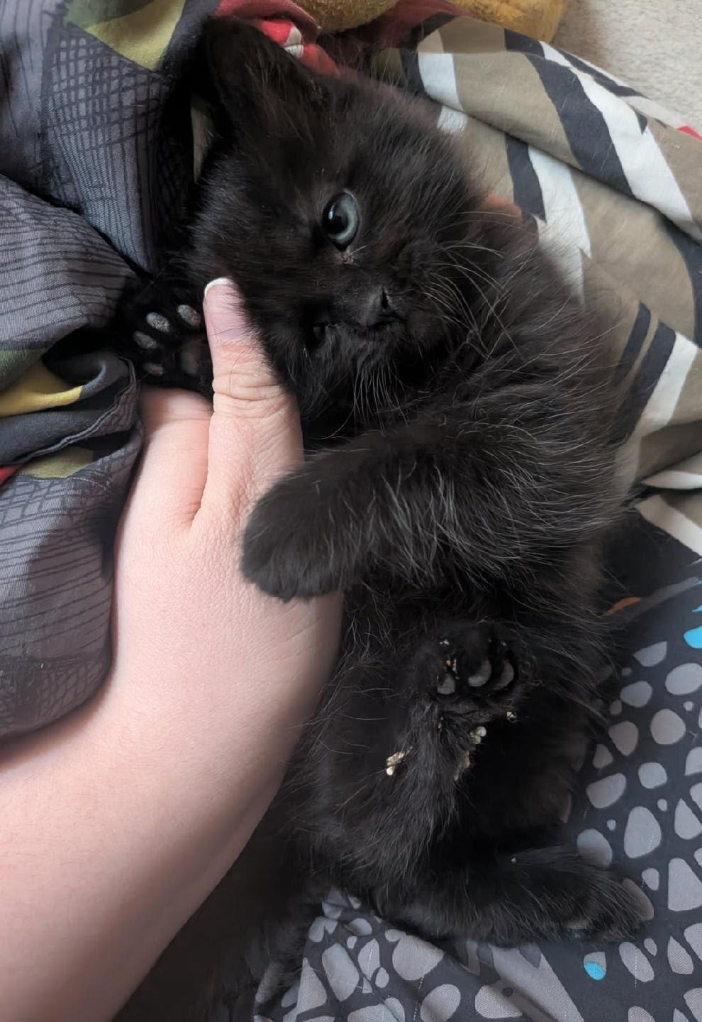 Carly, Adoptable, Kitten Female Domestic Long Hair.