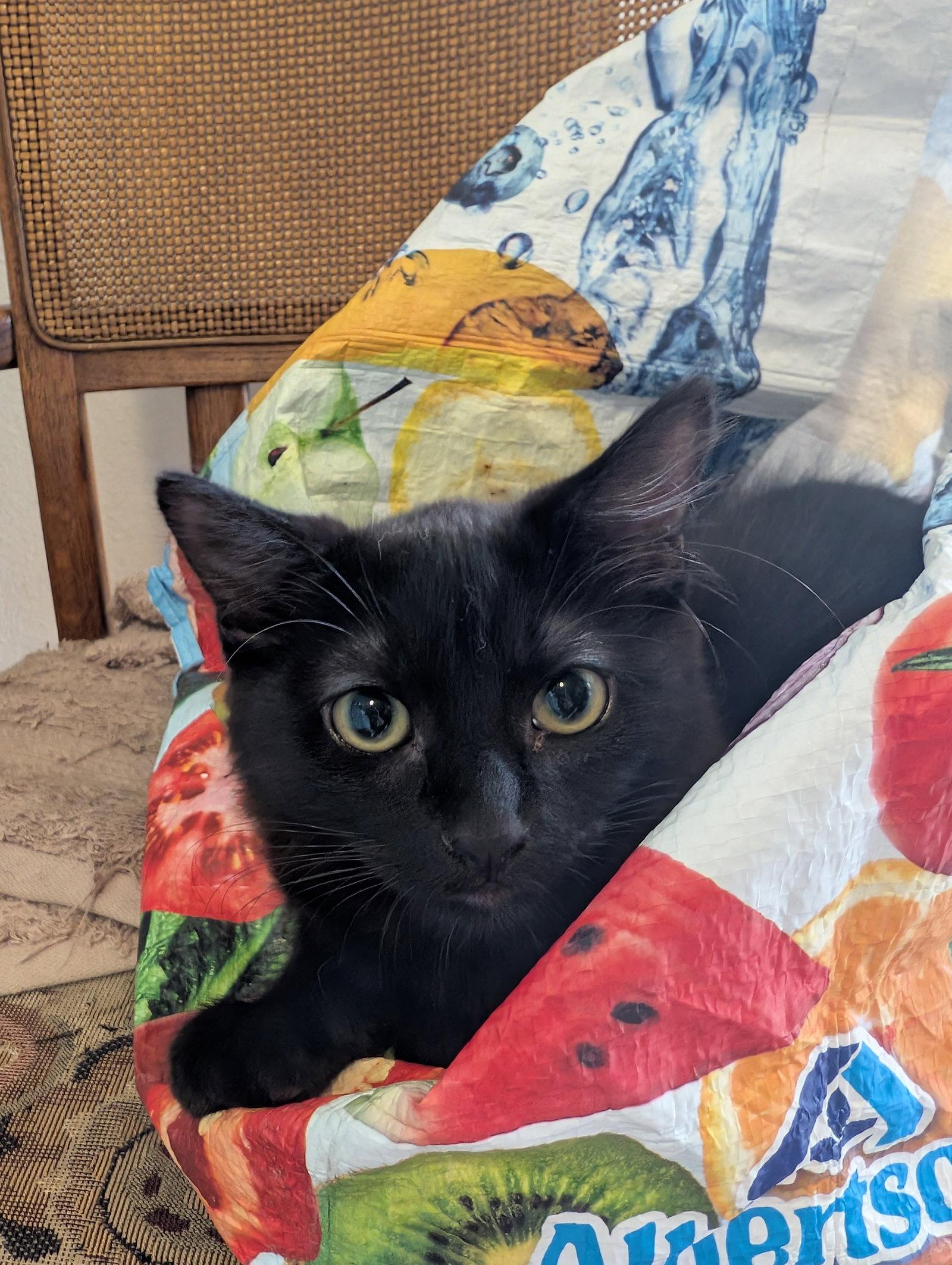 Enlarge Carly, a Adoptable Domestic Long Hair in Ventura, CA image 2/3
