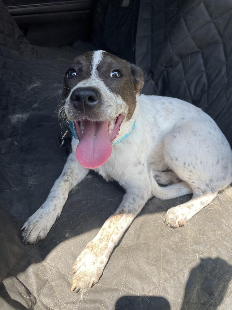 Benny, Adoptable, Puppy Male Australian Cattle Dog / Blue Heeler & Catahoula Leopard Dog.