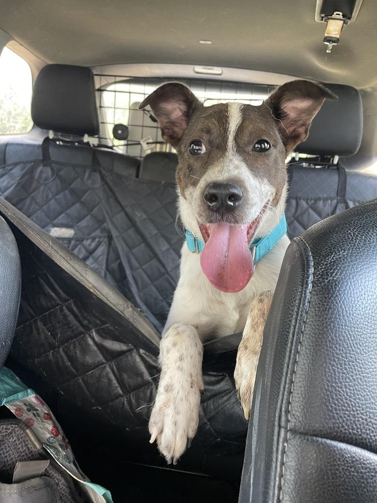 Enlarge Benny, a Adoptable mixed breed in Newnan, GA image 2/6