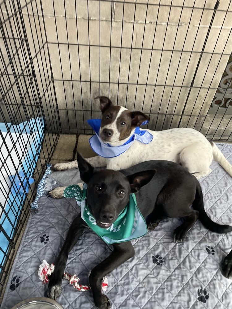 Enlarge Benny, a Adoptable mixed breed in Newnan, GA image 3/6