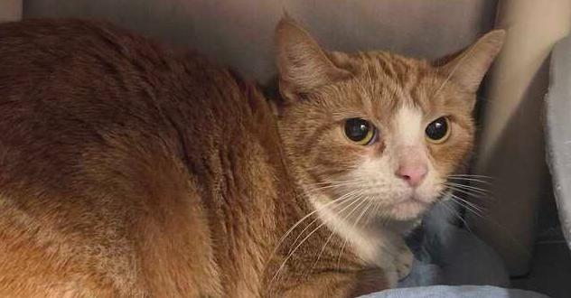 Clover, Adoptable, Adult Female Domestic Short Hair.