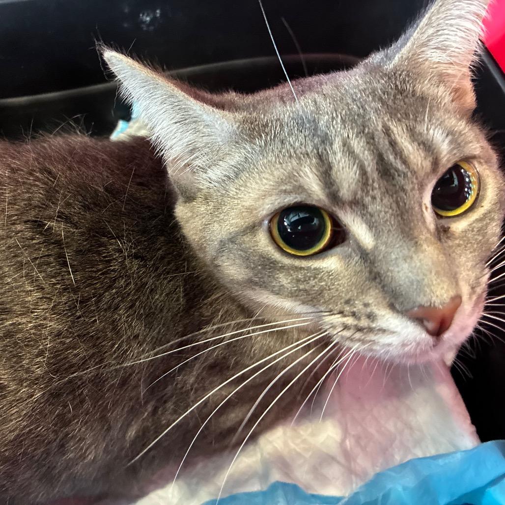 Poppy, Adoptable, Young Female Domestic Short Hair.