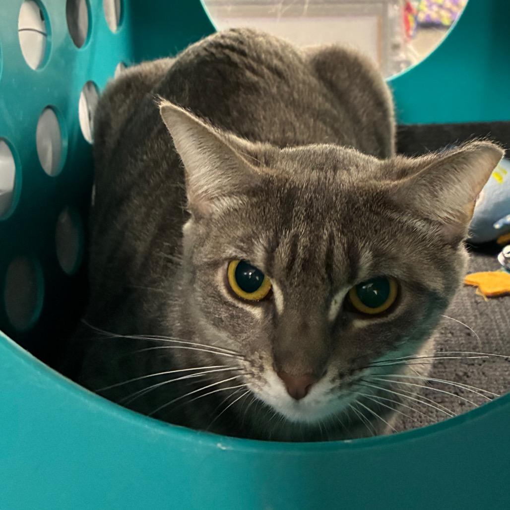 Poppy, a Adoptable Domestic Short Hair in Shelbyville, IN image 2/4