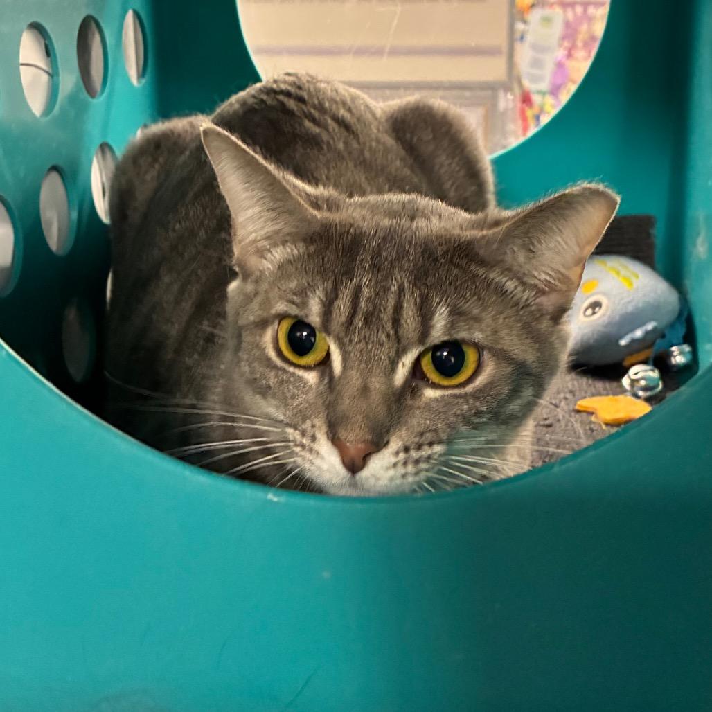 Poppy, a Adoptable Domestic Short Hair in Shelbyville, IN image 4/4