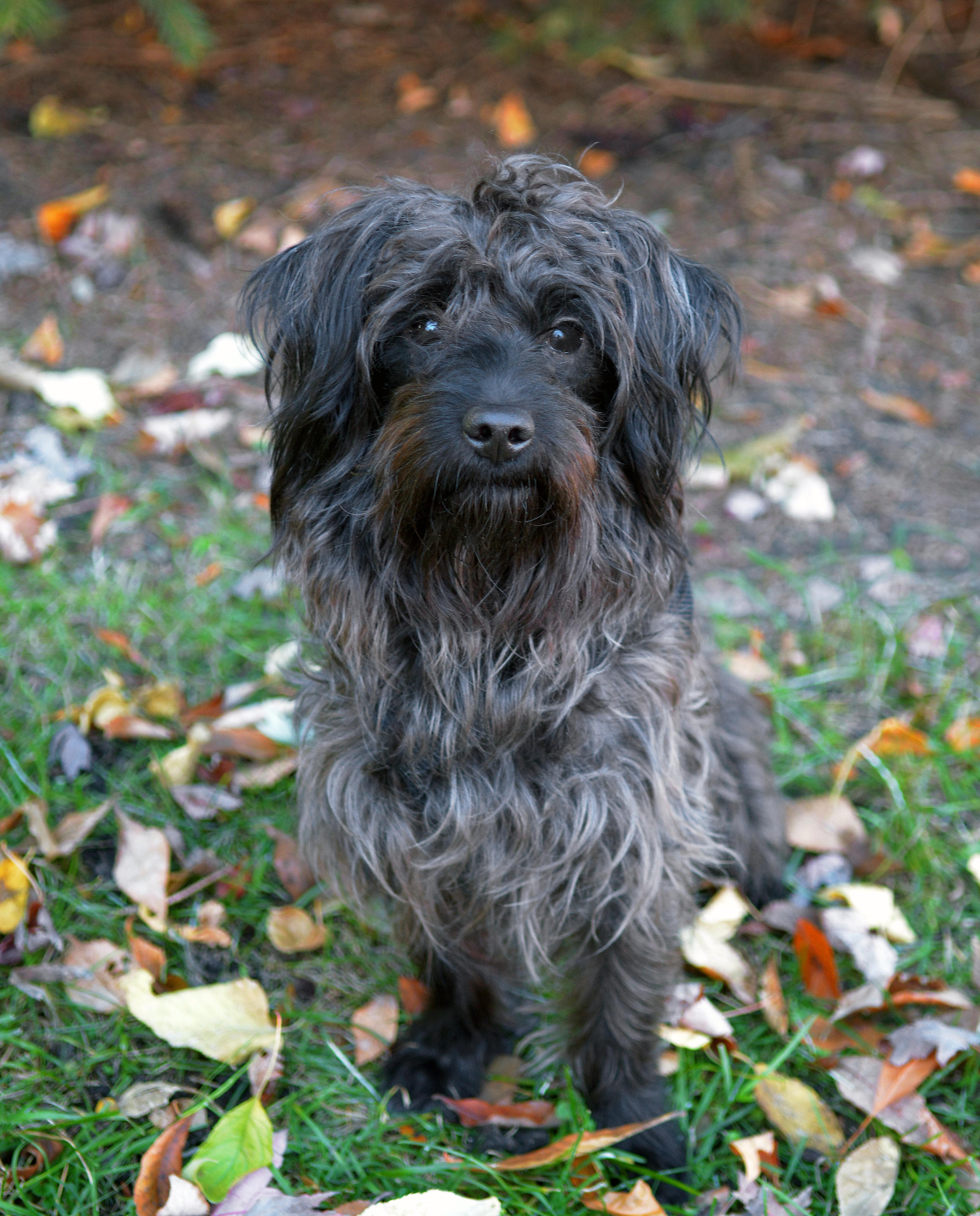 Enlarge Shadow, an adoptable mixed breed in Chicago, IL image 1/2