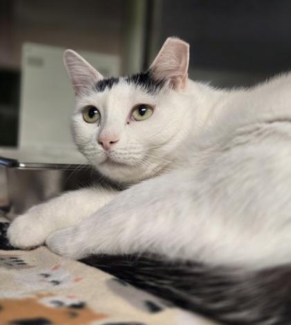 Camellia, Adoptable, Adult Female Domestic Short Hair & Domestic Short Hair.