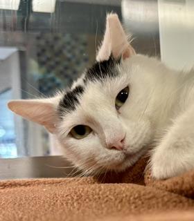 Camellia, a Adoptable mixed breed in Fort Worth, TX image 2/3
