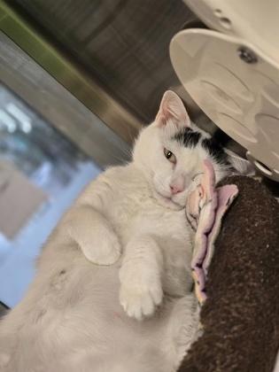 Camellia, a Adoptable mixed breed in Fort Worth, TX image 3/3