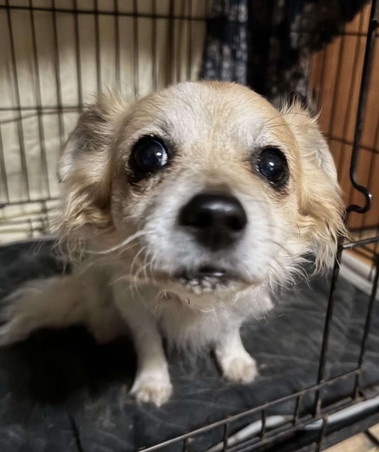 Enlarge Precious , a ADOPTABLE mixed breed in Pelham, NH image 4/6