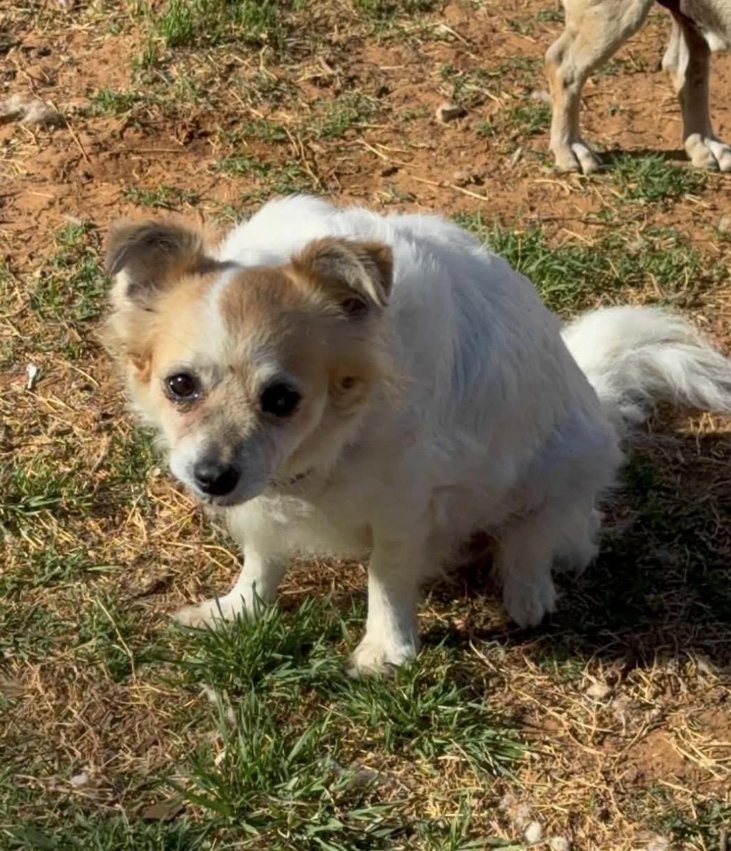 Enlarge Precious , a ADOPTABLE mixed breed in Pelham, NH image 5/6