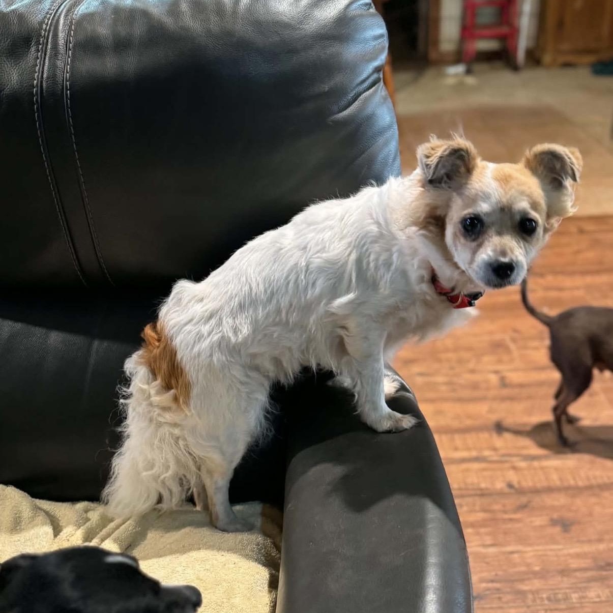 Enlarge Precious , a ADOPTABLE mixed breed in Pelham, NH image 6/6