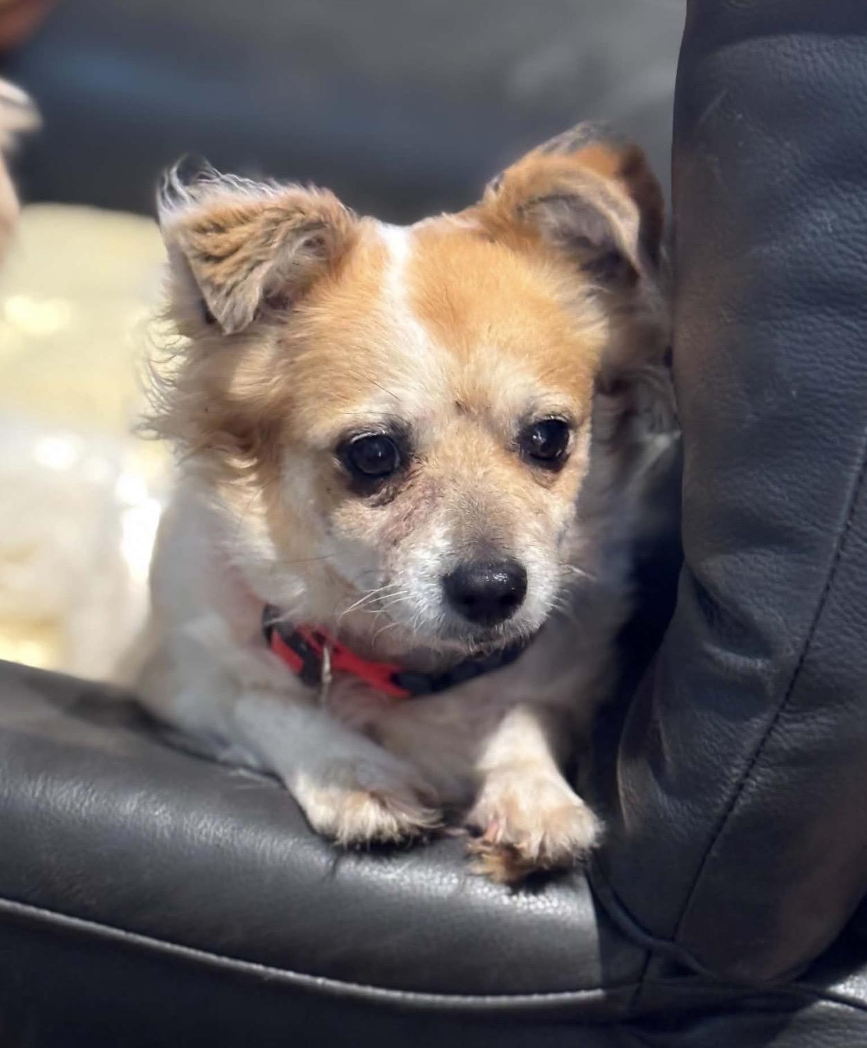 Enlarge Precious , a ADOPTABLE mixed breed in Pelham, NH image 2/6