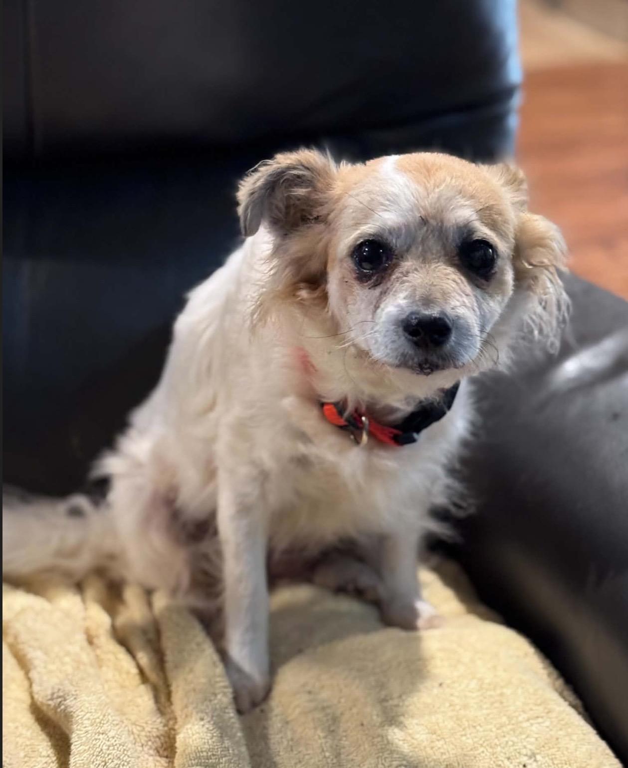 Enlarge Precious , a ADOPTABLE mixed breed in Pelham, NH image 3/6