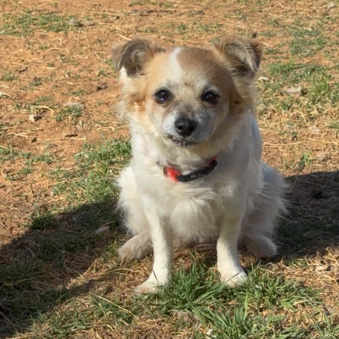 Precious , ADOPTABLE, Adult Female Chihuahua.