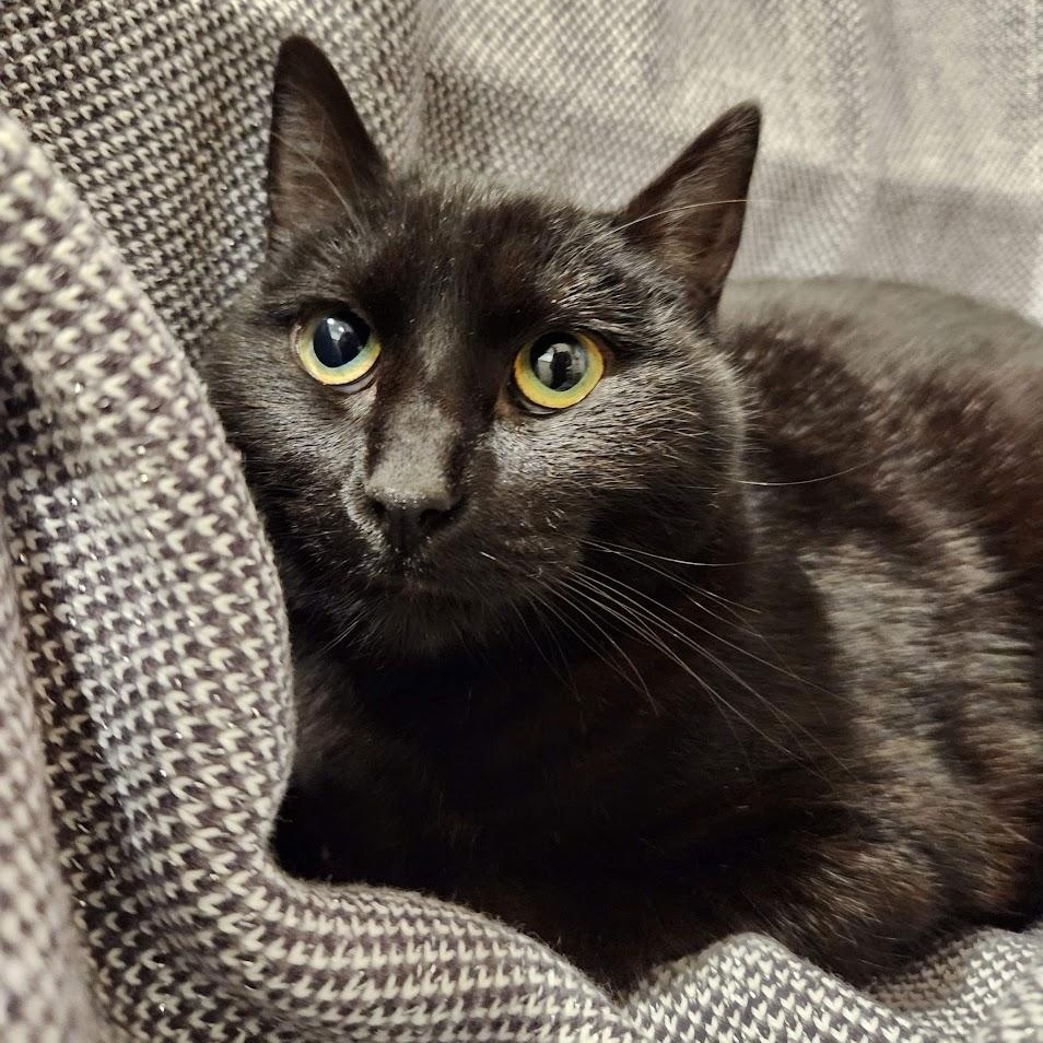 Jezabelle, an adopted mixed breed in Sacramento, CA image 3/4