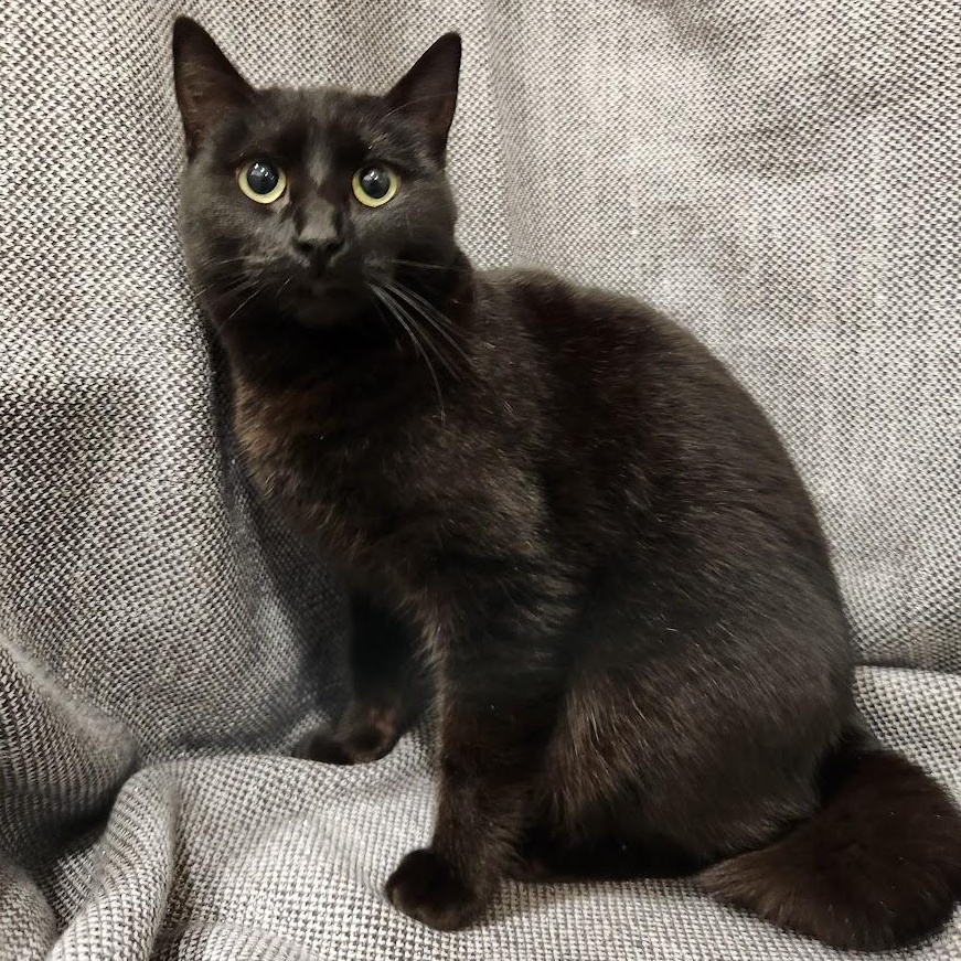 Jezabelle, an adopted mixed breed in Sacramento, CA image 4/4