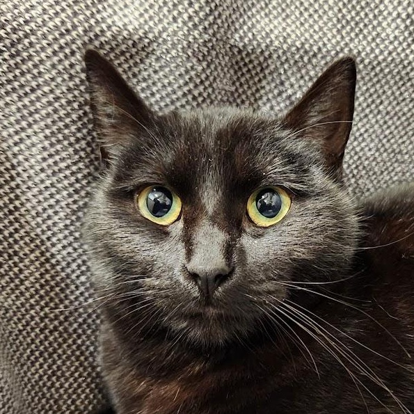 Jezabelle, an adopted mixed breed in Sacramento, CA image 1/4