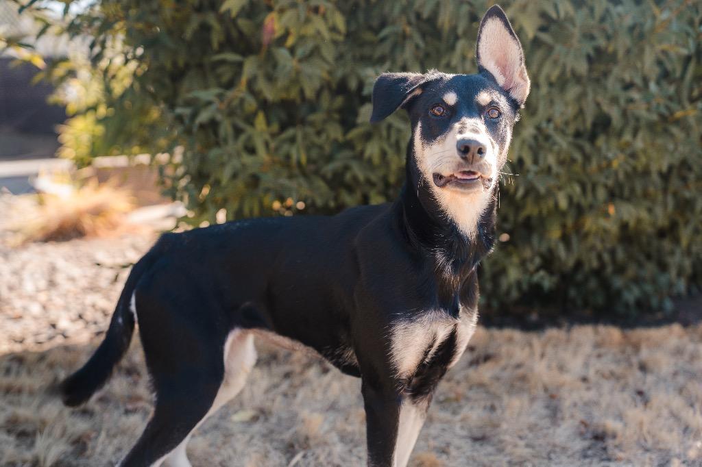 Enlarge Tatiana, a Adoptable mixed breed in Newberg, OR image 1/2