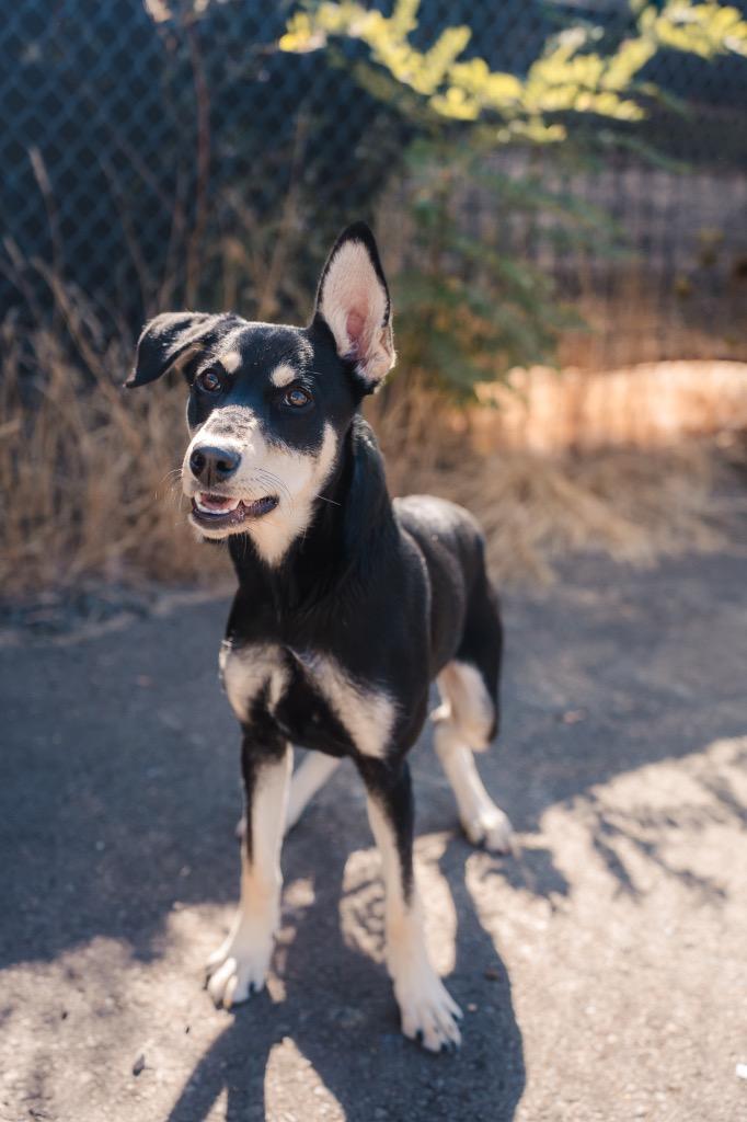 Enlarge Tatiana, a Adoptable mixed breed in Newberg, OR image 2/2