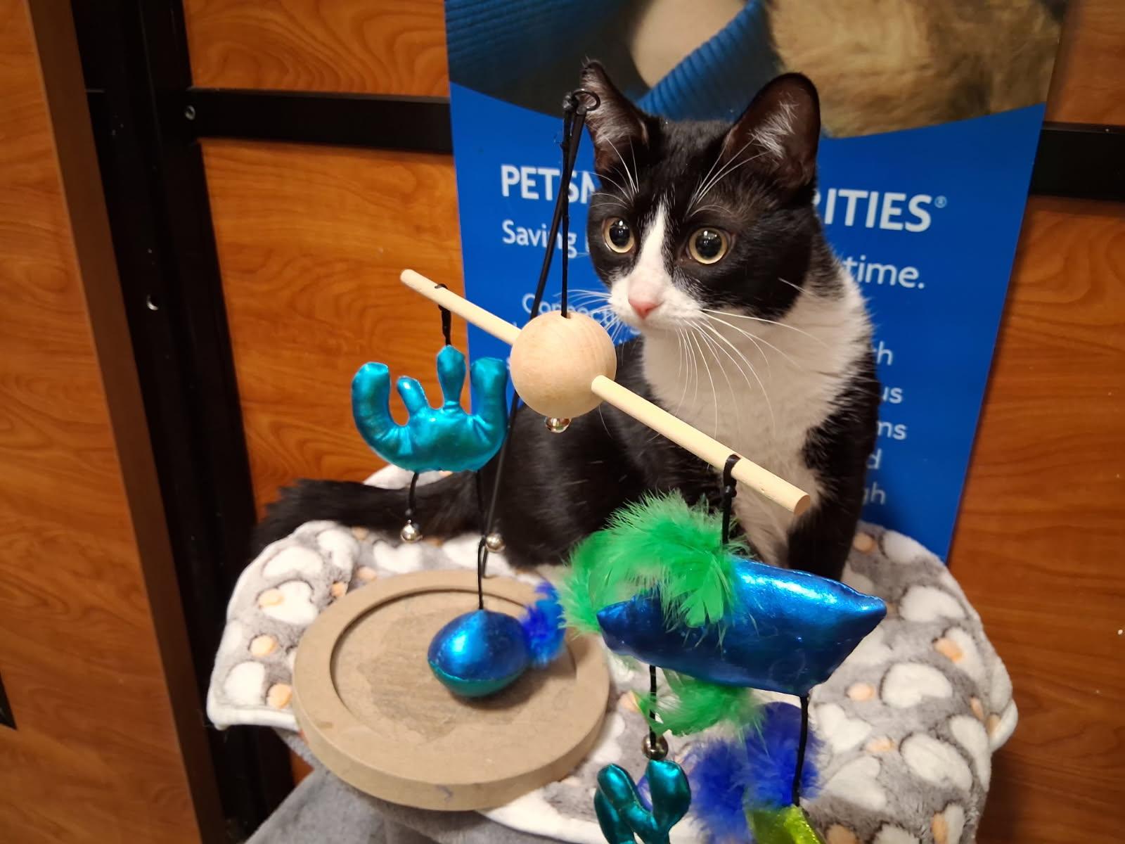 Telly, Adoptable, Adult Male Domestic Short Hair.