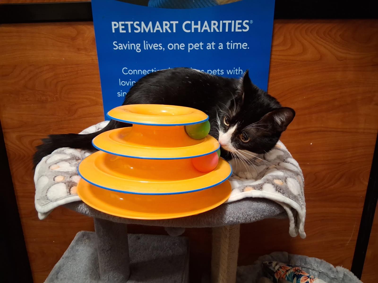 Enlarge Telly, a Adoptable Domestic Short Hair in Rowlett, TX image 2/3