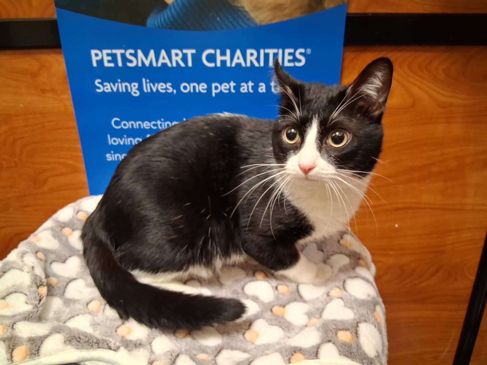 Enlarge Telly, a Adoptable Domestic Short Hair in Rowlett, TX image 3/3