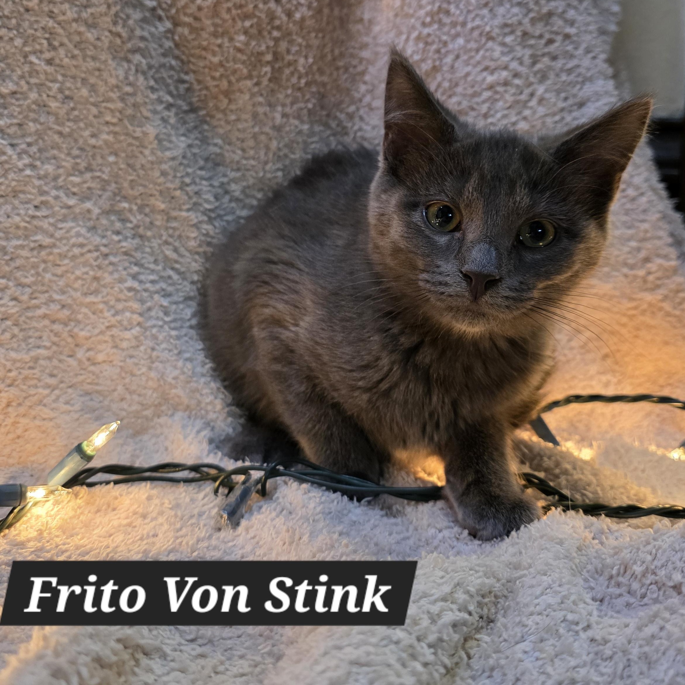 Enlarge Frito Von Stink, a ADOPTABLE Domestic Short Hair in Watertown, WI image 1/1