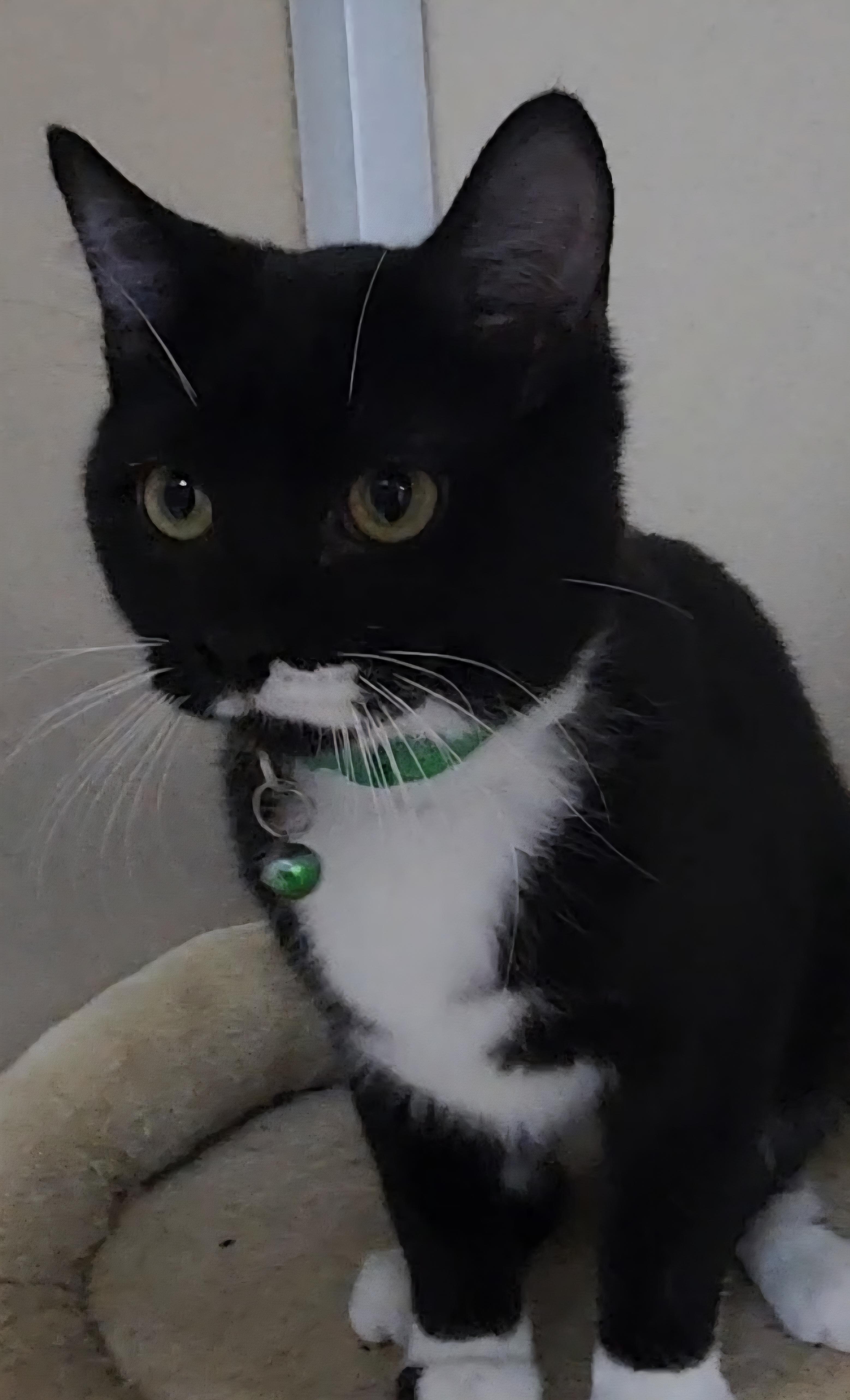 Enlarge Stuffin, a ADOPTABLE Tuxedo in Tama, IA image 1/2