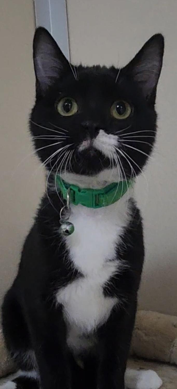 Enlarge Stuffin, a ADOPTABLE Tuxedo in Tama, IA image 2/2